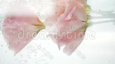 新鲜、温柔和柔软的粉红色玫瑰花在一股<strong>清凉</strong>的<strong>清</strong>水下面，气泡从里面飘出来